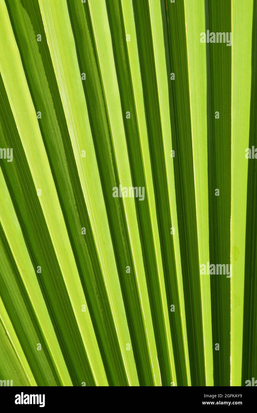 Extreme close up background texture of backlit green palm leaf veins ...