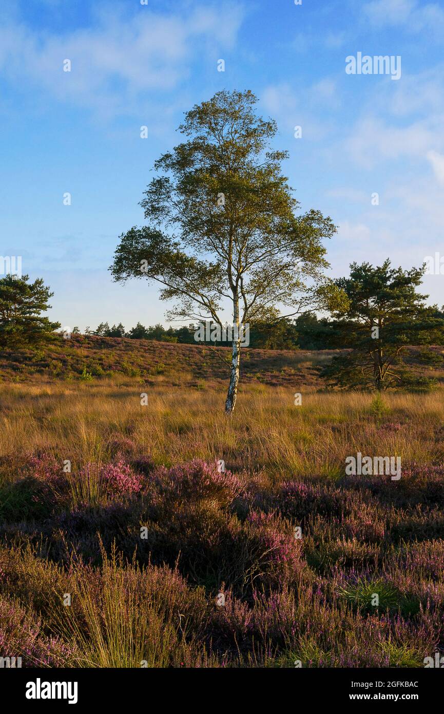 Summer landscape lonely pine hi-res stock photography and images - Alamy