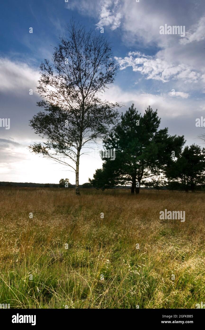 Blooming heather landscape with lonely tree during summer Stock Photo