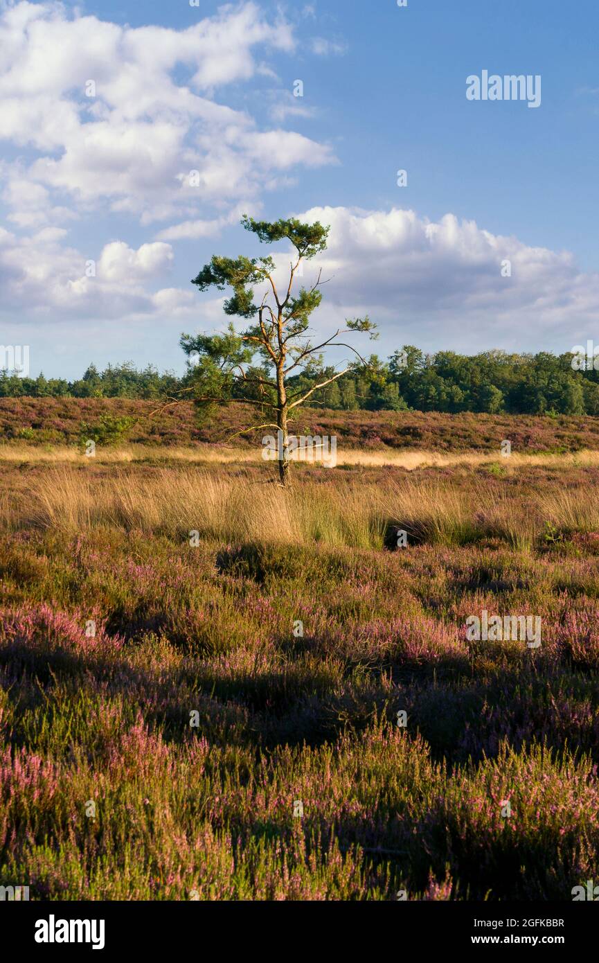 Blooming heather landscape with lonely tree during summer Stock Photo
