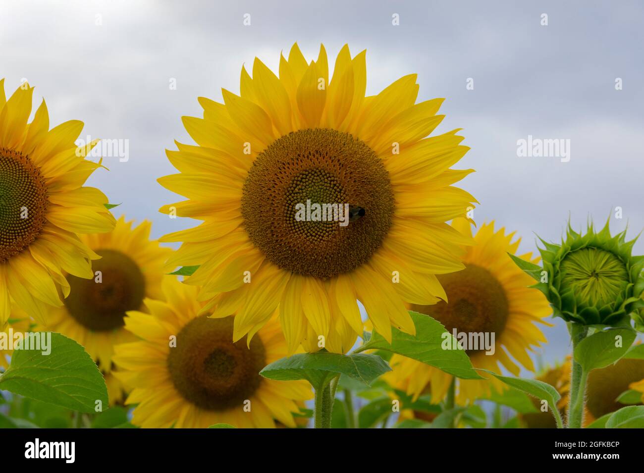 Portrait of a sunflower in full bloom Stock Photo