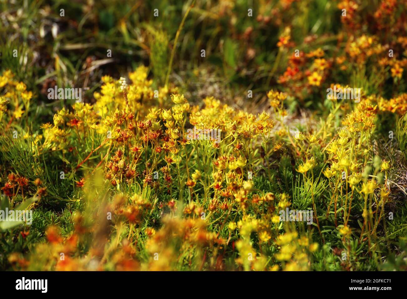 Abundance of flowering yellow saxifrage (Saxifraga aizoides). Stock Photo
