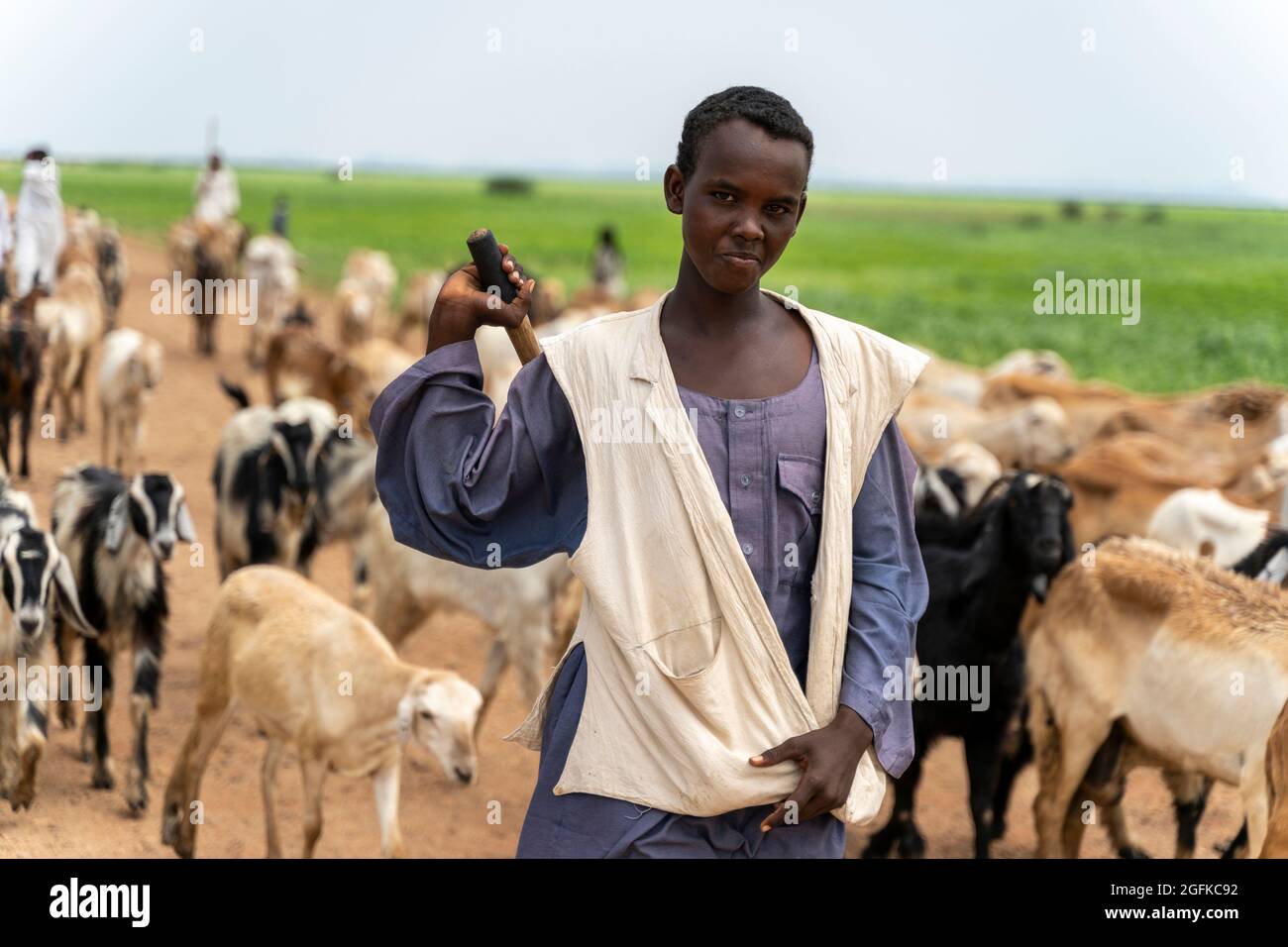 Gedaref, Washington, Sudan. 24th Aug, 2021. MOHAMED TARIG herds goats along the road to the Tuneidba Refugee Camp near Gedaref, Sudan. (Credit Image: © Gregg Brekke/ZUMA Press Wire) Stock Photo