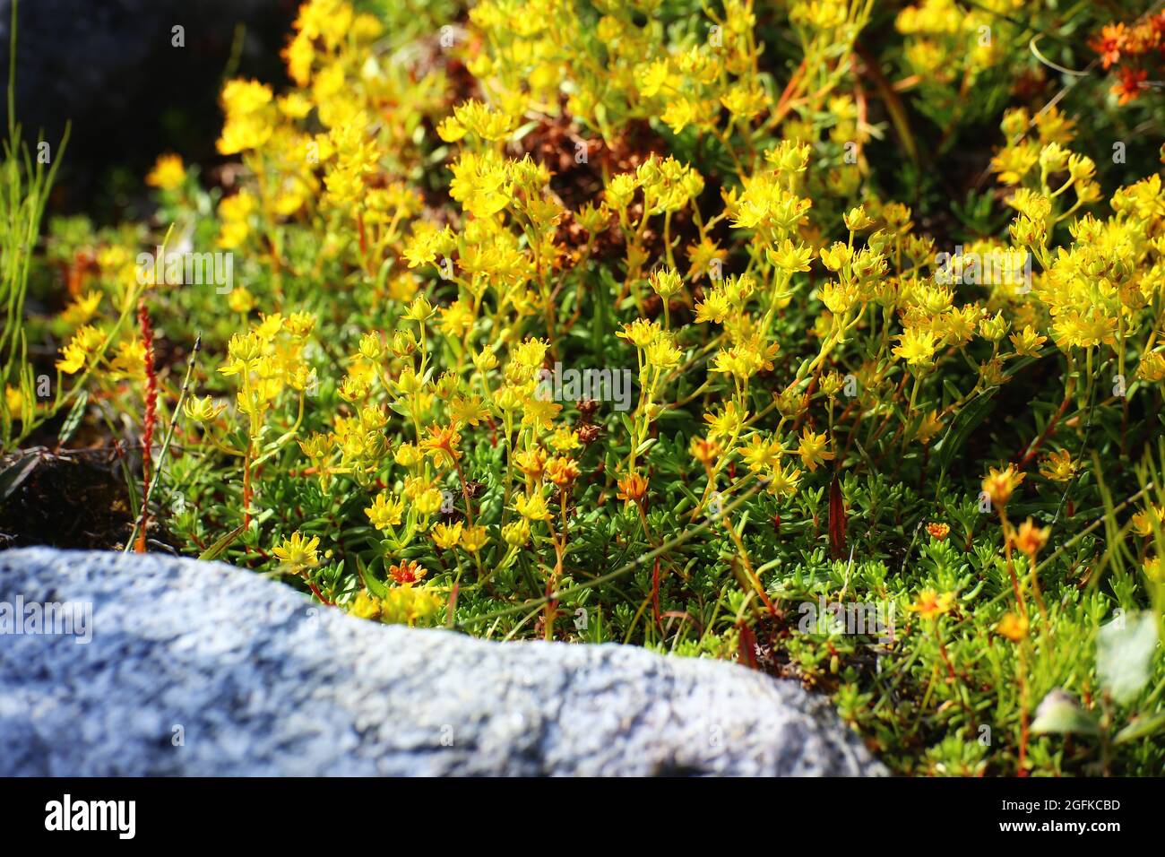 Abundance of flowering yellow saxifrage (Saxifraga aizoides). Stock Photo