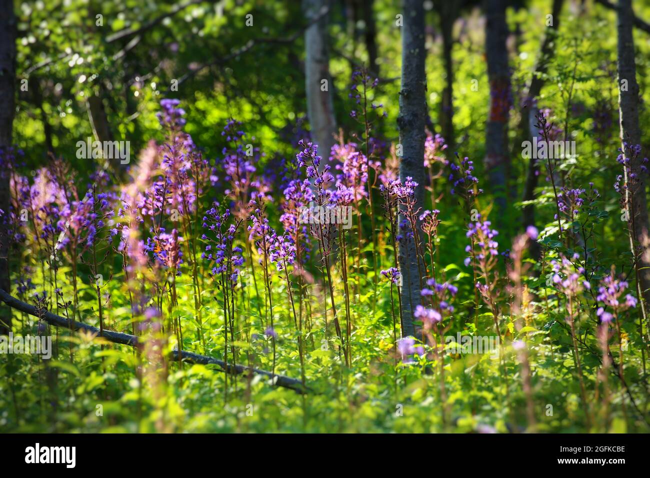 Abundance of flowering alpine sow-thistle (Cicerbita alpina). Stock Photo