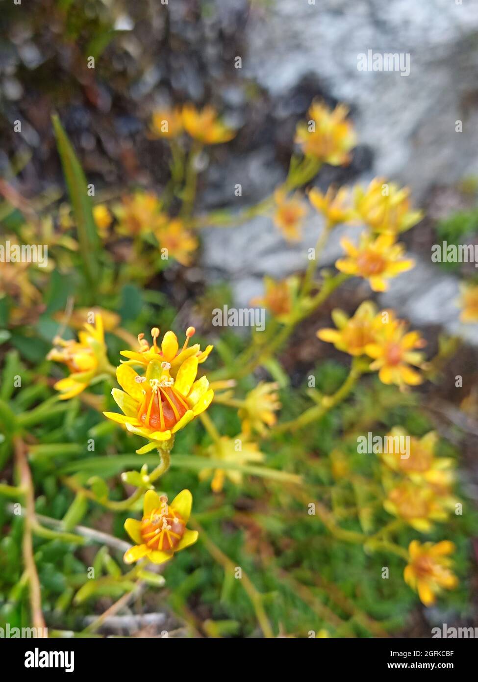 Close up of flowering yellow saxifrage (Saxifraga aizoides). Stock Photo