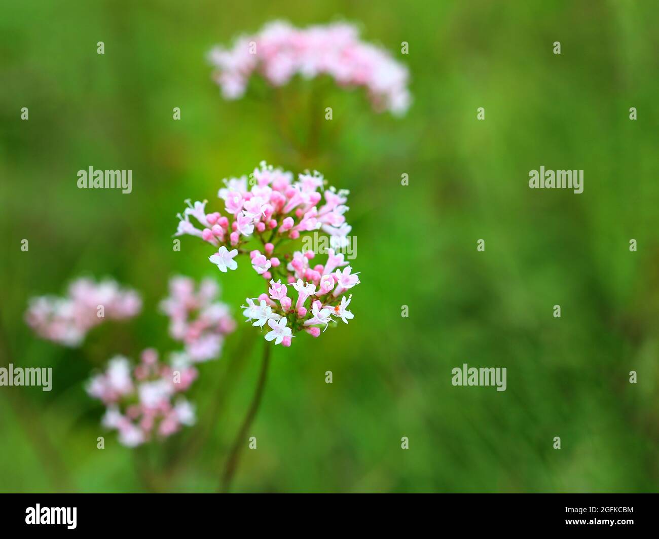 Close up of flowering valerian (Valeriana sambucifolia). Stock Photo