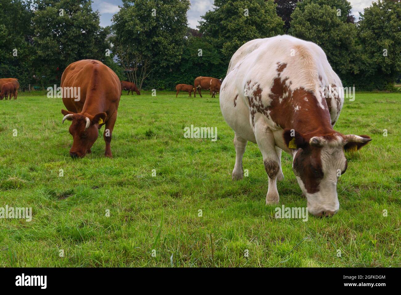 portrait of peacefully grazing cows in a field Stock Photo