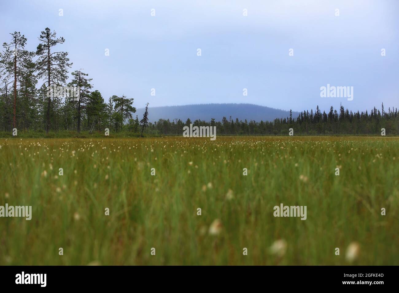Low view over marshland in Muddus National Park in Sweden. Stock Photo