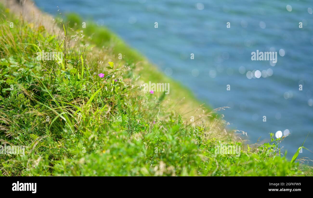 Fresh green leaves as background. Selective focus with shallow depth of ...