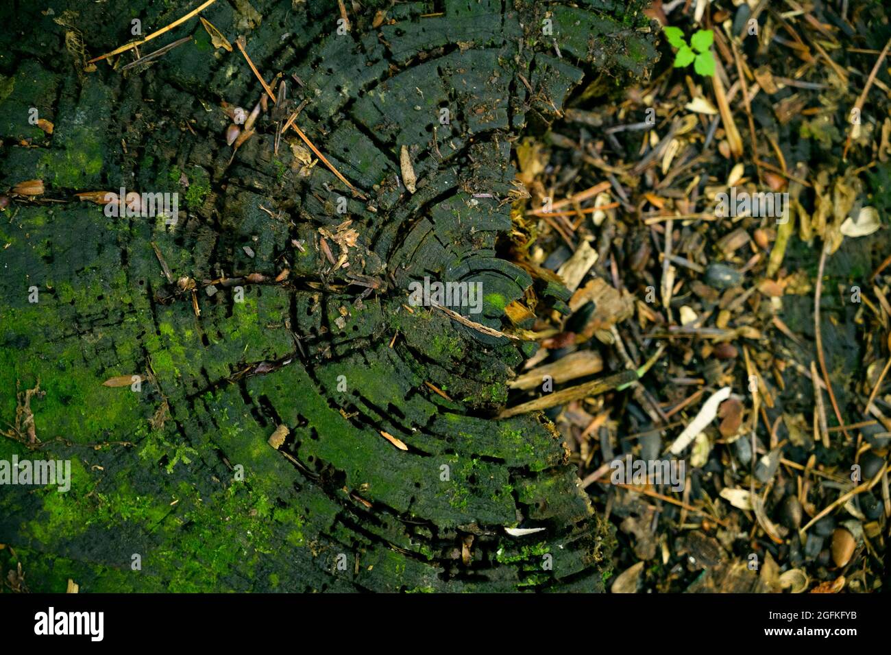 Old tree stump in the forest. Selective focus. Stock Photo