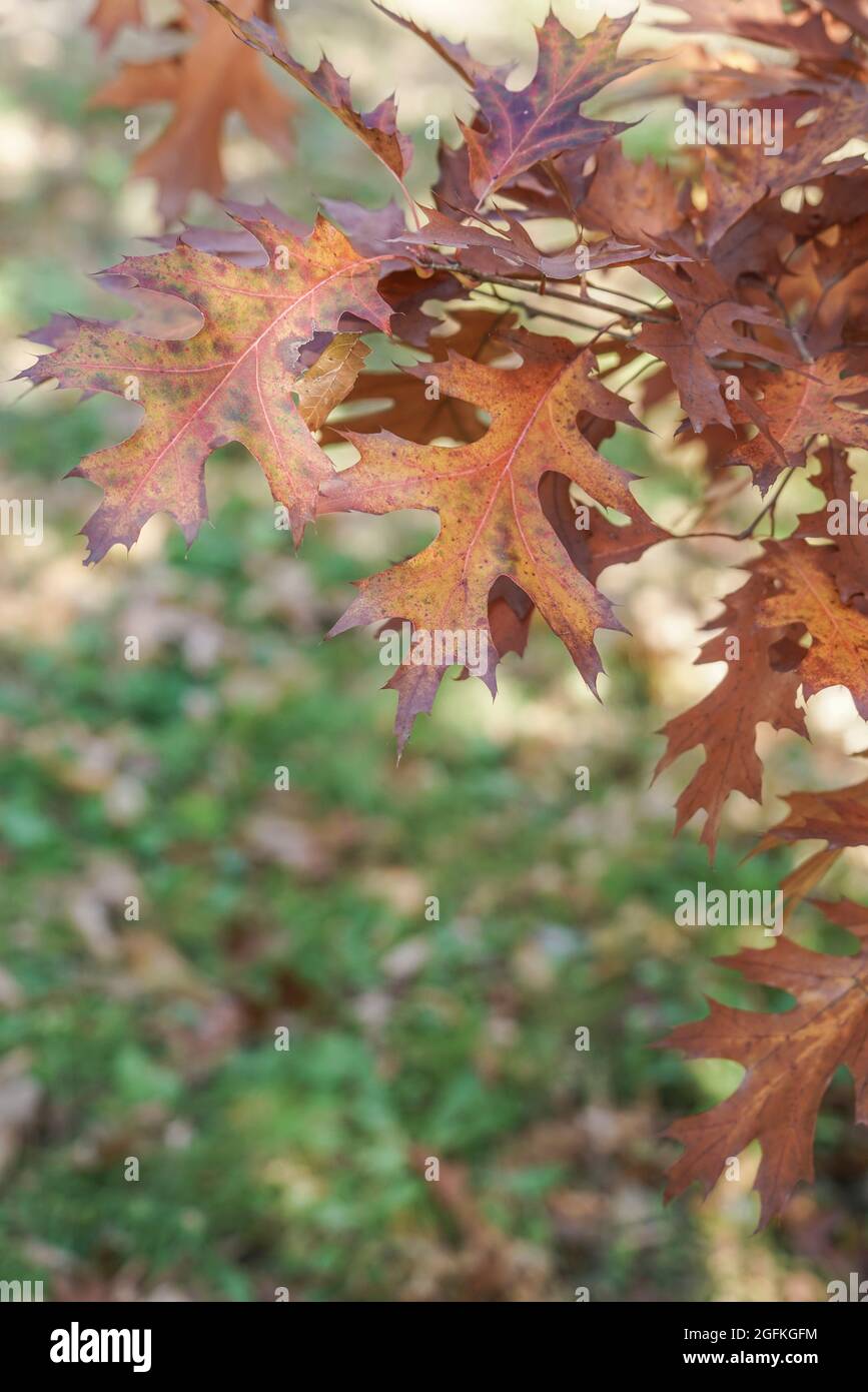 dried autumn leaves on braches of a tree in a park Stock Photo - Alamy