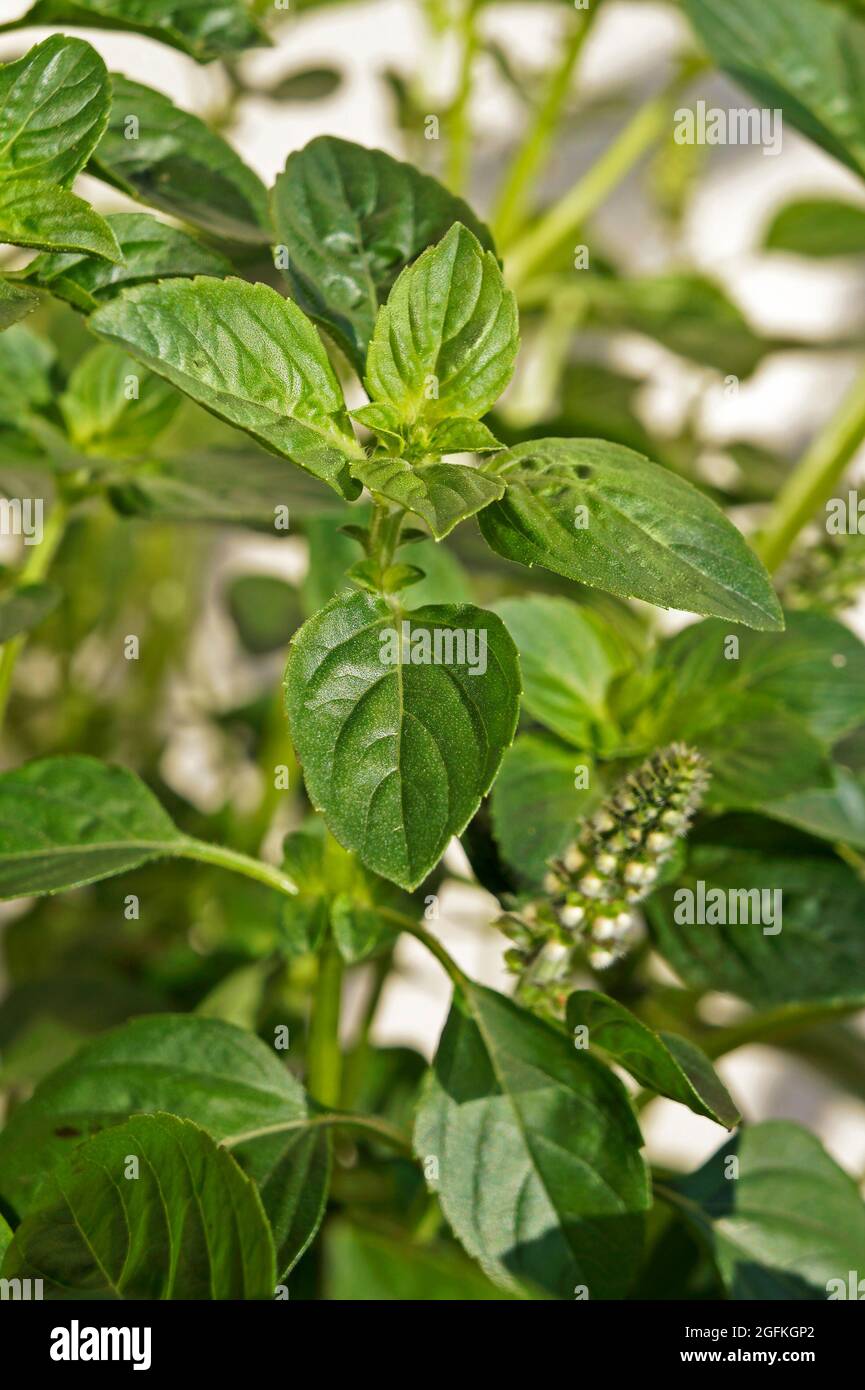 Basil flowers in the garden Stock Photo Alamy