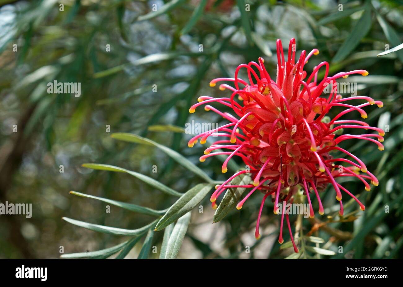 Red silky oak or Dwarf silky oak flower (Grevillea banksii), Brazil