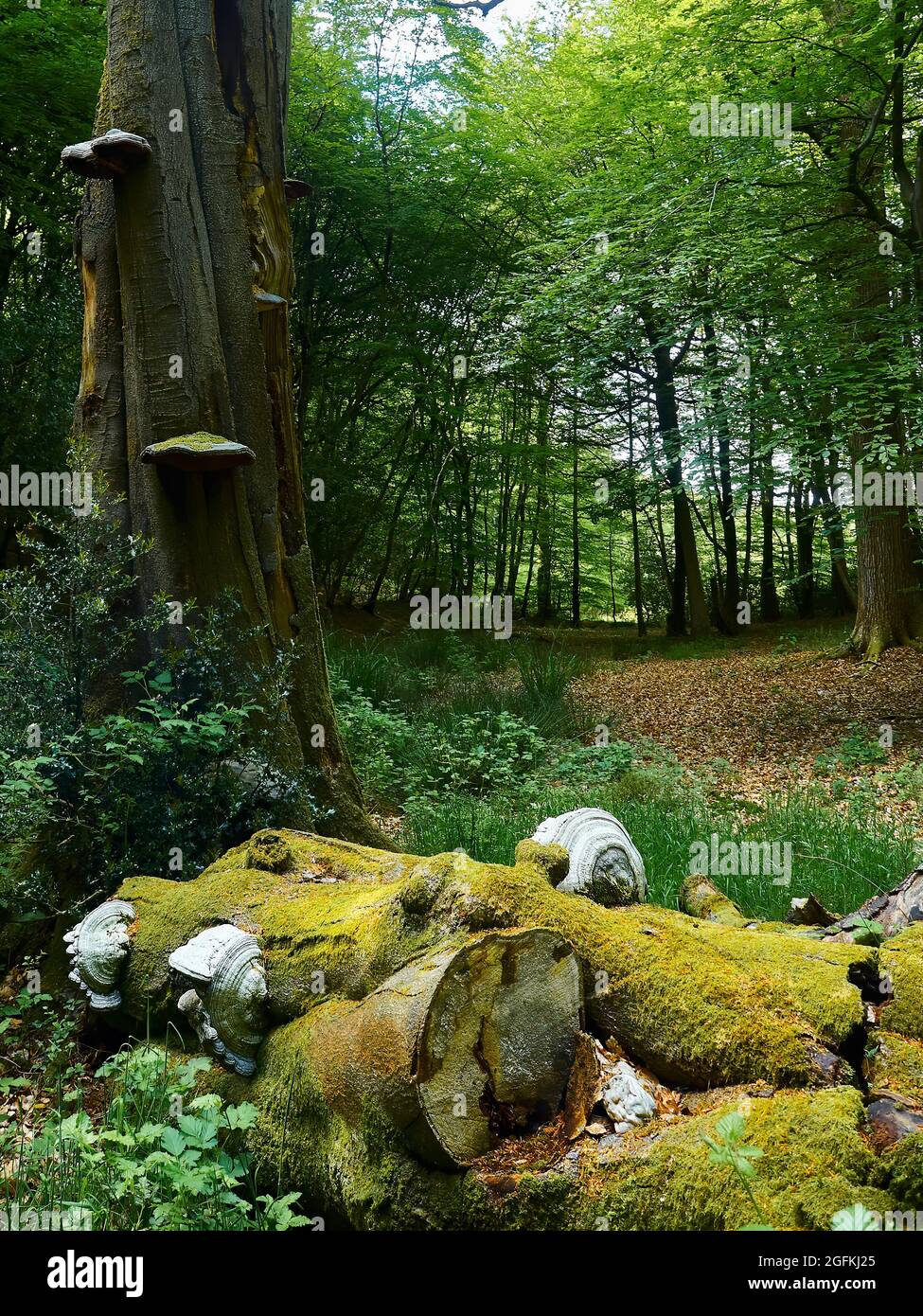 Colossal fungi, the size of dinner plants, on a fallen, moss covered tree trunk in a woodland clearing. Stock Photo