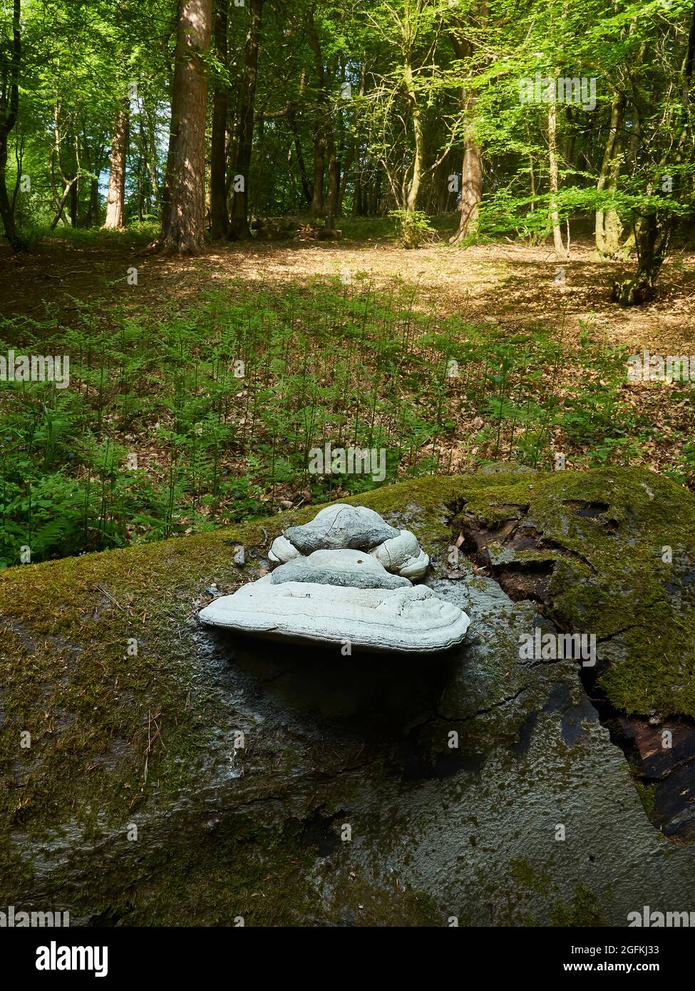 Colossal fungi, the size of dinner plants, on a fallen, moss covered tree trunk in a woodland clearing filled with dappled sunshine. Stock Photo
