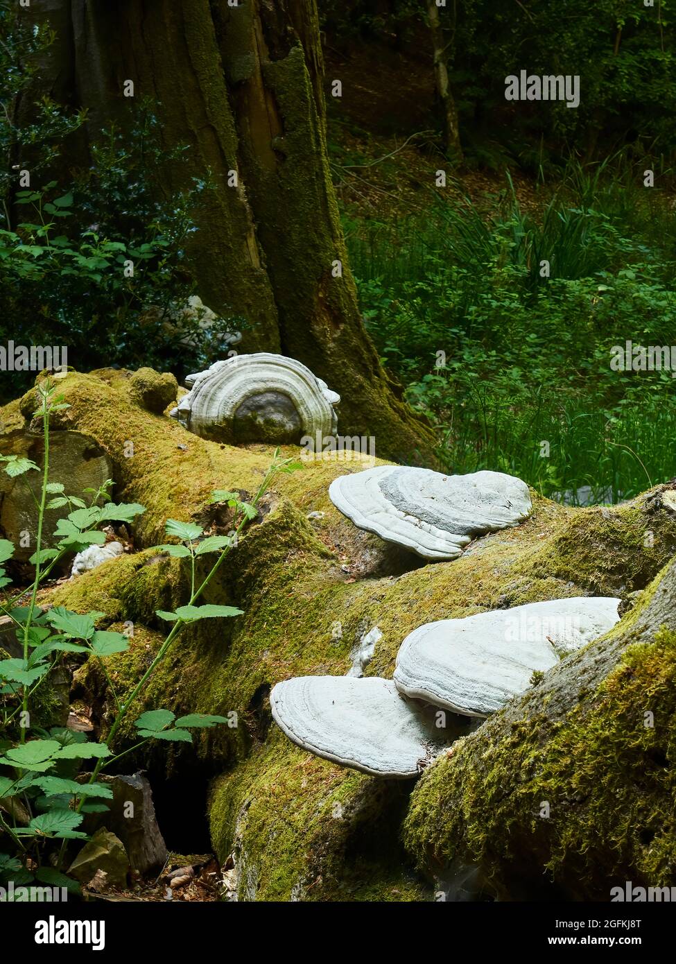 Colossal fungi, the size of dinner plants, on a fallen, moss covered tree trunk in a woodland clearing. Stock Photo