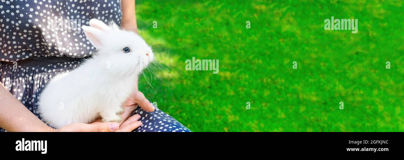White bunny on the lawn close-up for the header of a pet store website. Decorative dwarf rabbit with blue eyes long banner with copy space. Pet shop s Stock Photo