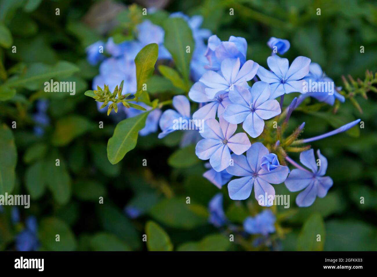 Cape leadwort flowers in the garden (Plumbago auriculata Stock Photo ...