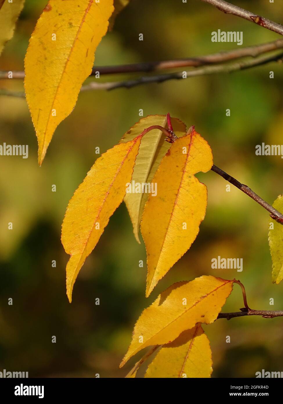 Beautiful yellow / ocher autumn leaves in the sunshine, with a blurred green background Stock Photo