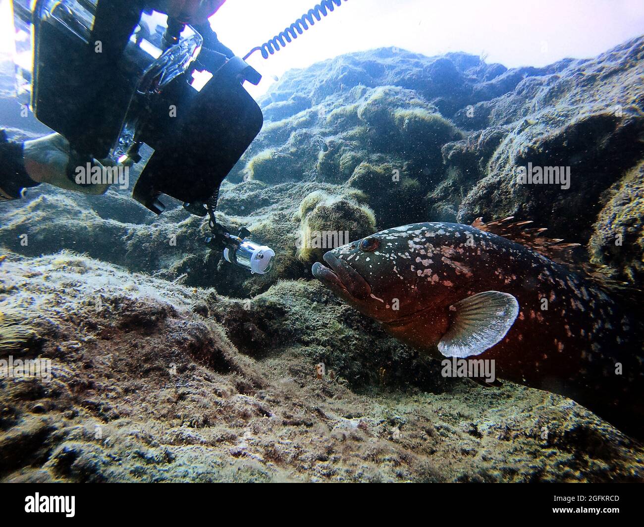 Underwater photographer take a picture of Grouper fish,Antalya KaÅŸ Stock Photo