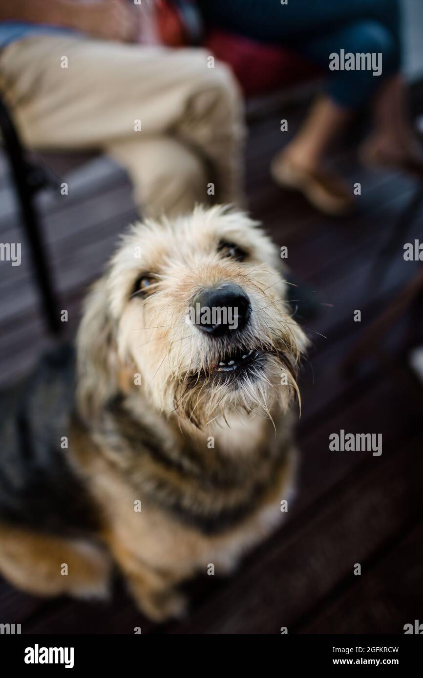 Close Up of Large Dog on Porch in Ohio Stock Photo