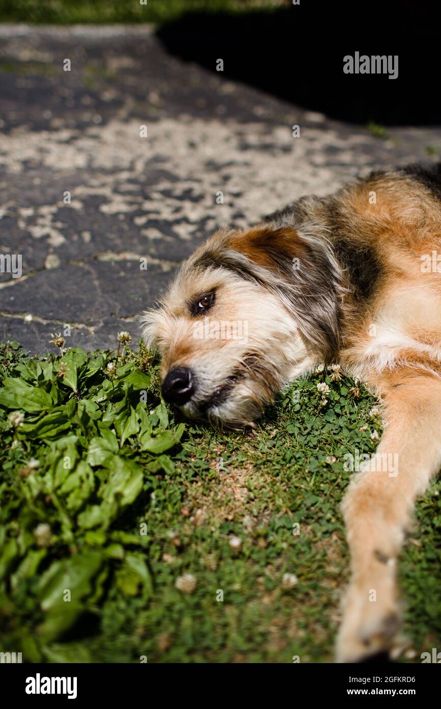 Close Up of Large Dog Laying on Ground in Ohio Stock Photo