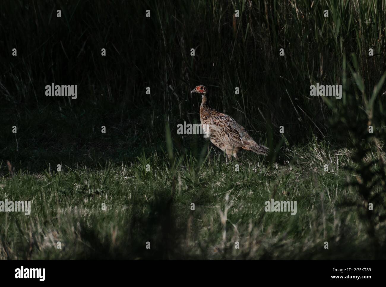 Juvenile Pheasant in a field Stock Photo