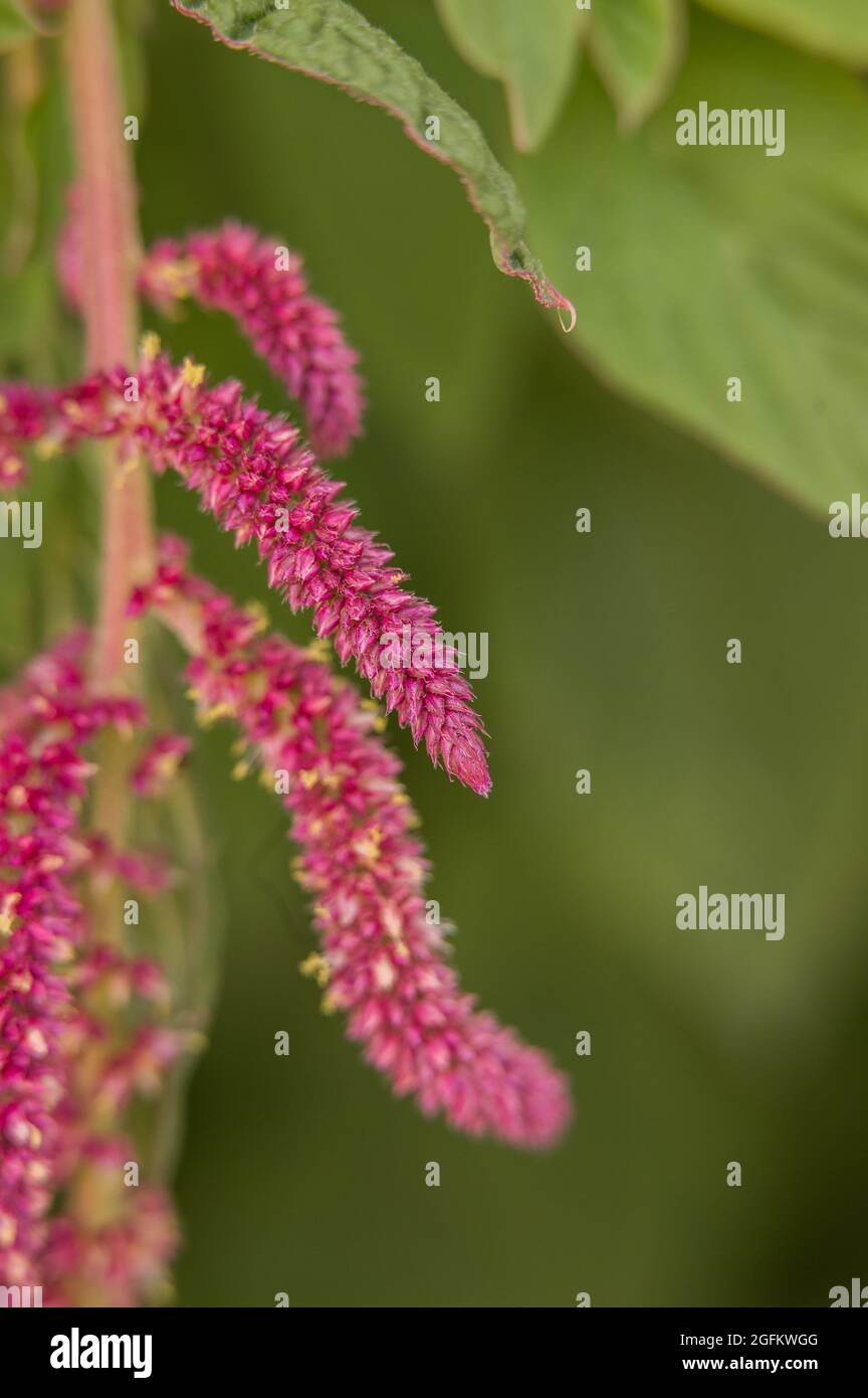 Love lies bleeding amaranthus with creamy green background bokeh Stock Photo