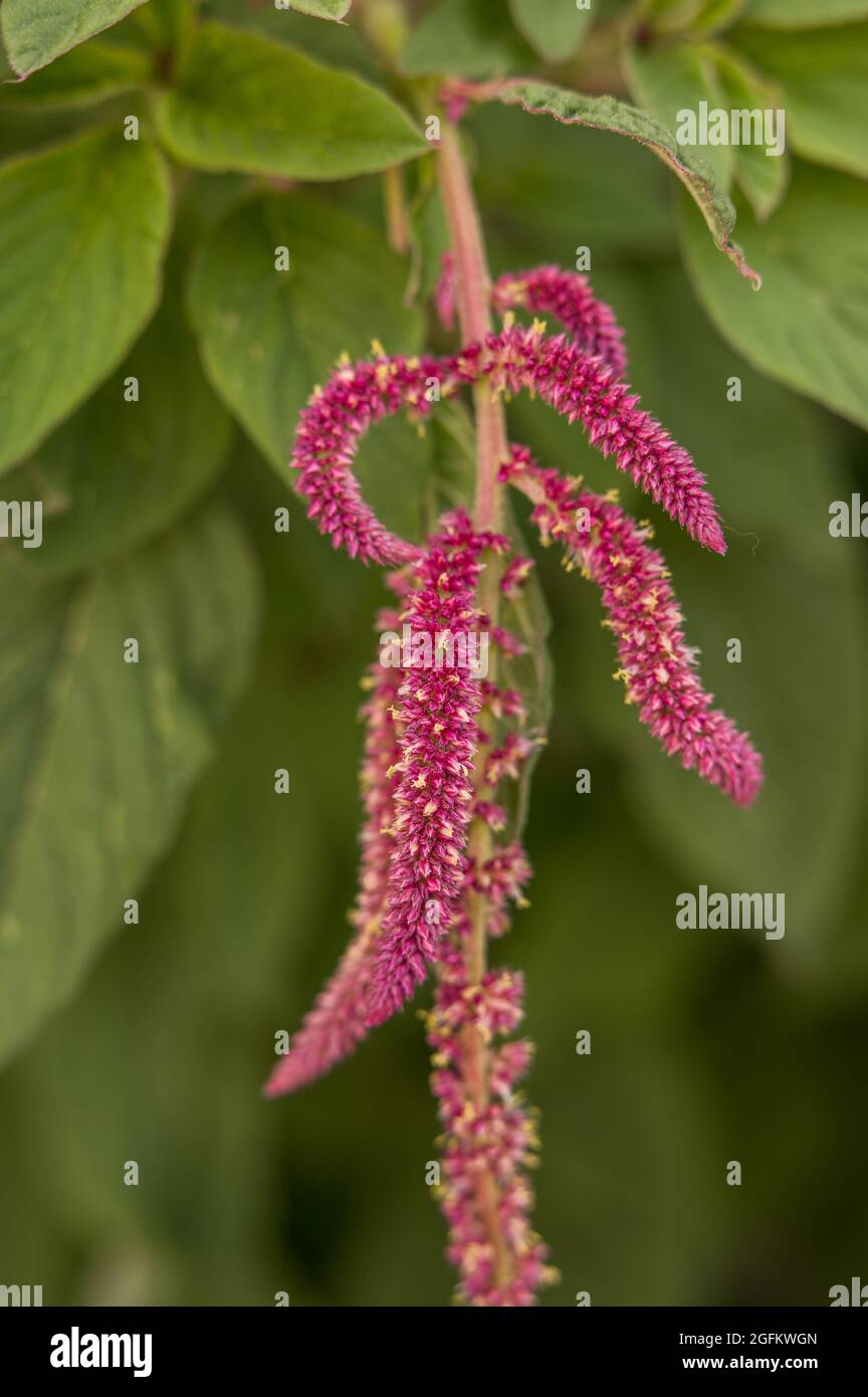 Love lies bleeding amaranthus with green leaves background Stock Photo