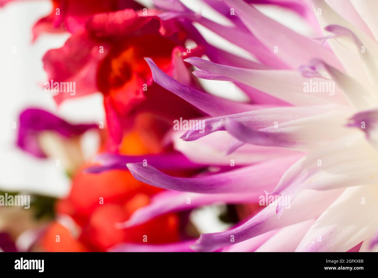 Purple and white dahlia petals with red snapdragons in the background Stock Photo