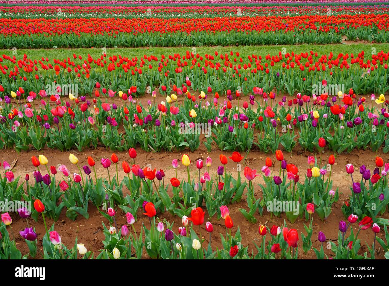 View of a colorful tulip field with flowers in bloom in Cream Ridge