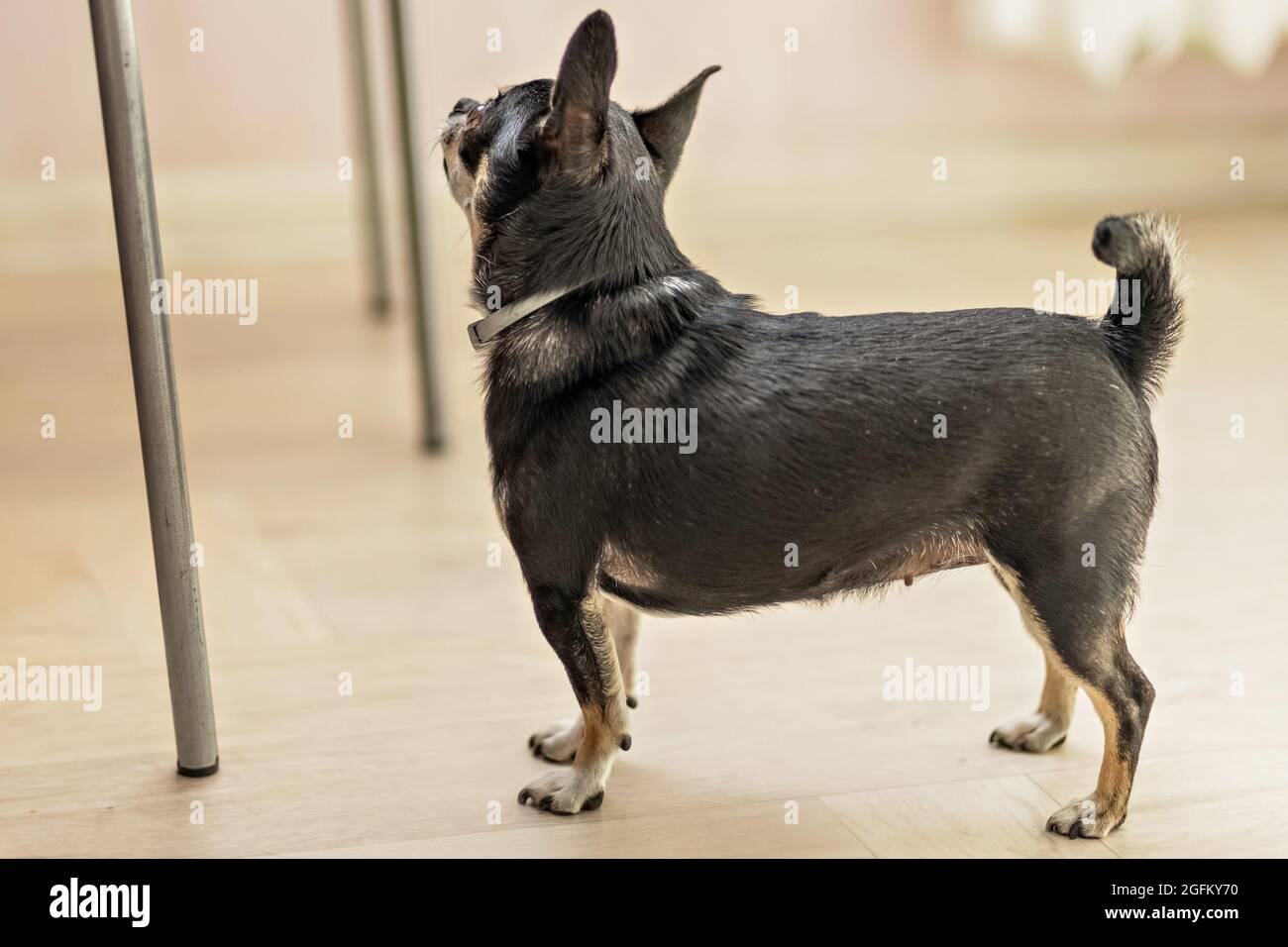 Chihuahua dog asks for food in the kitchen. Stock Photo