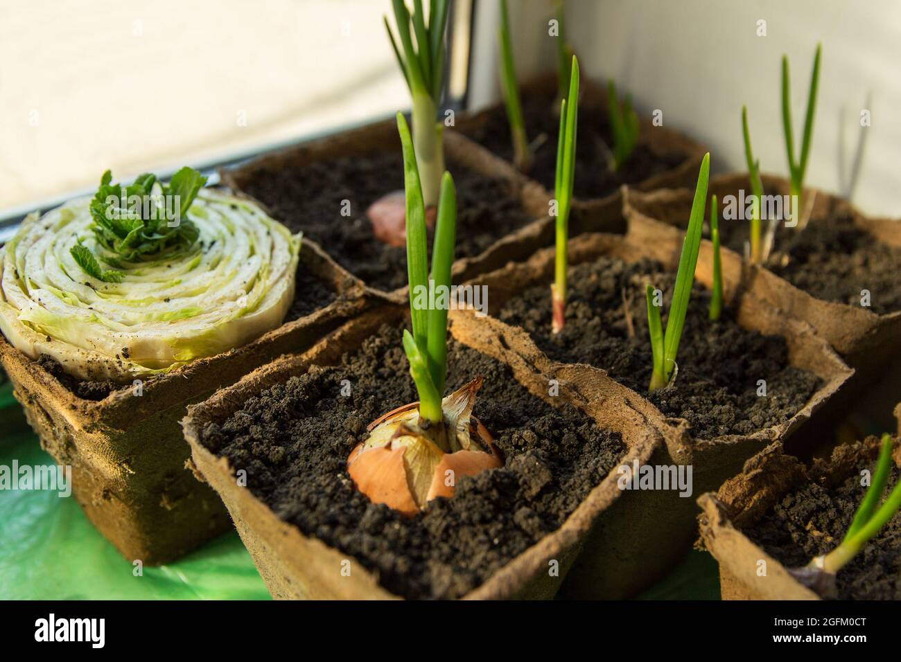 Growing garlic in containers hires stock photography and images Alamy