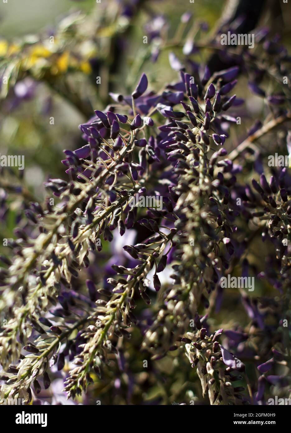 Beautifully blossoming in spring Magical Lavender Purple Chinese Wisteria Stock Photo