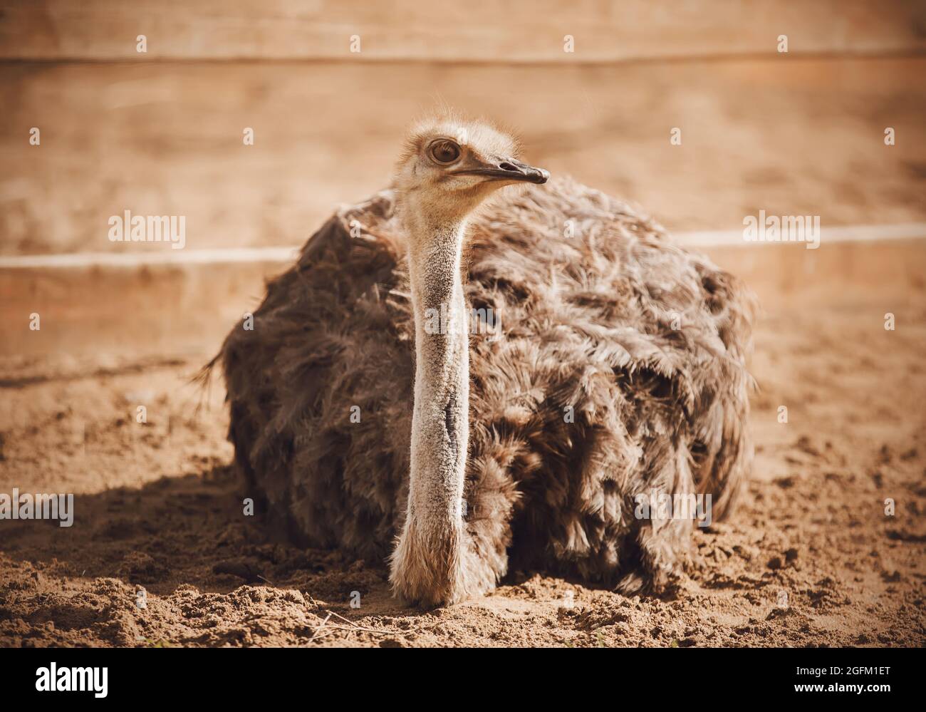 A wild ostrich with a long neck and brown plumage lies on the sand in a paddock at the zoo. Wild African birds. Stock Photo