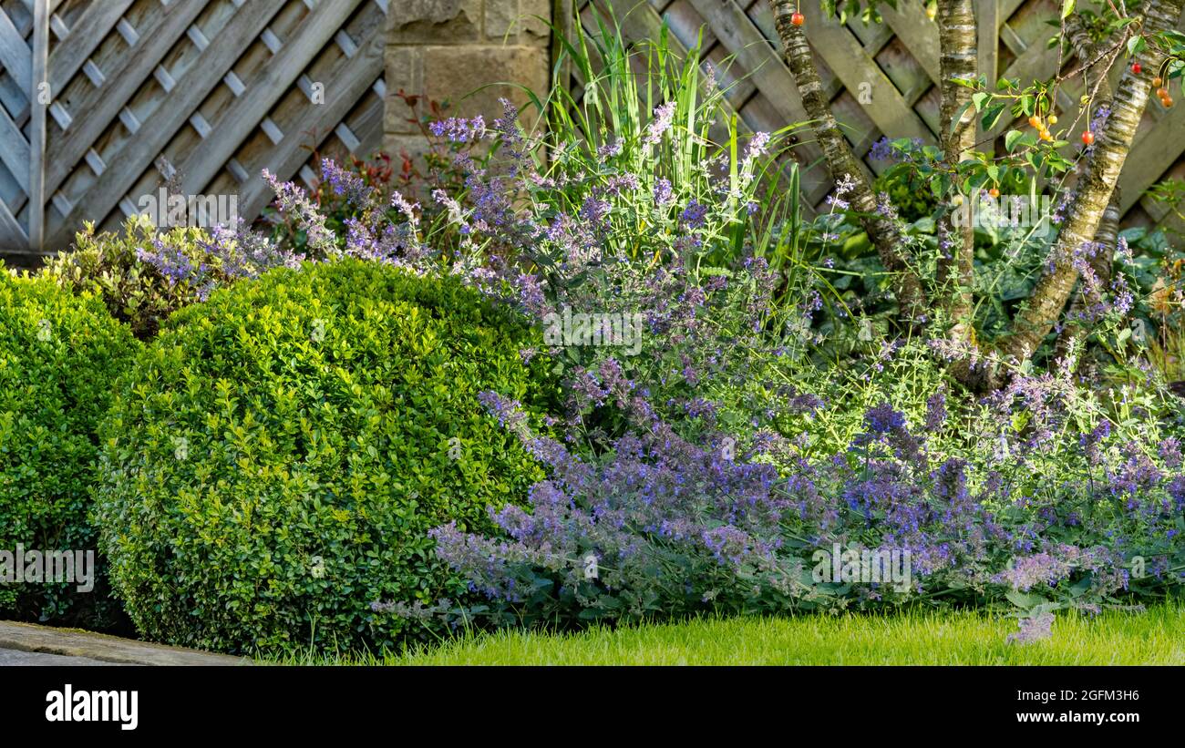 Landscaped sunny private garden close-up (cottage design, colourful summer flowers, mixed border plants, buxus balls, fence) - Yorkshire, England, UK. Stock Photo