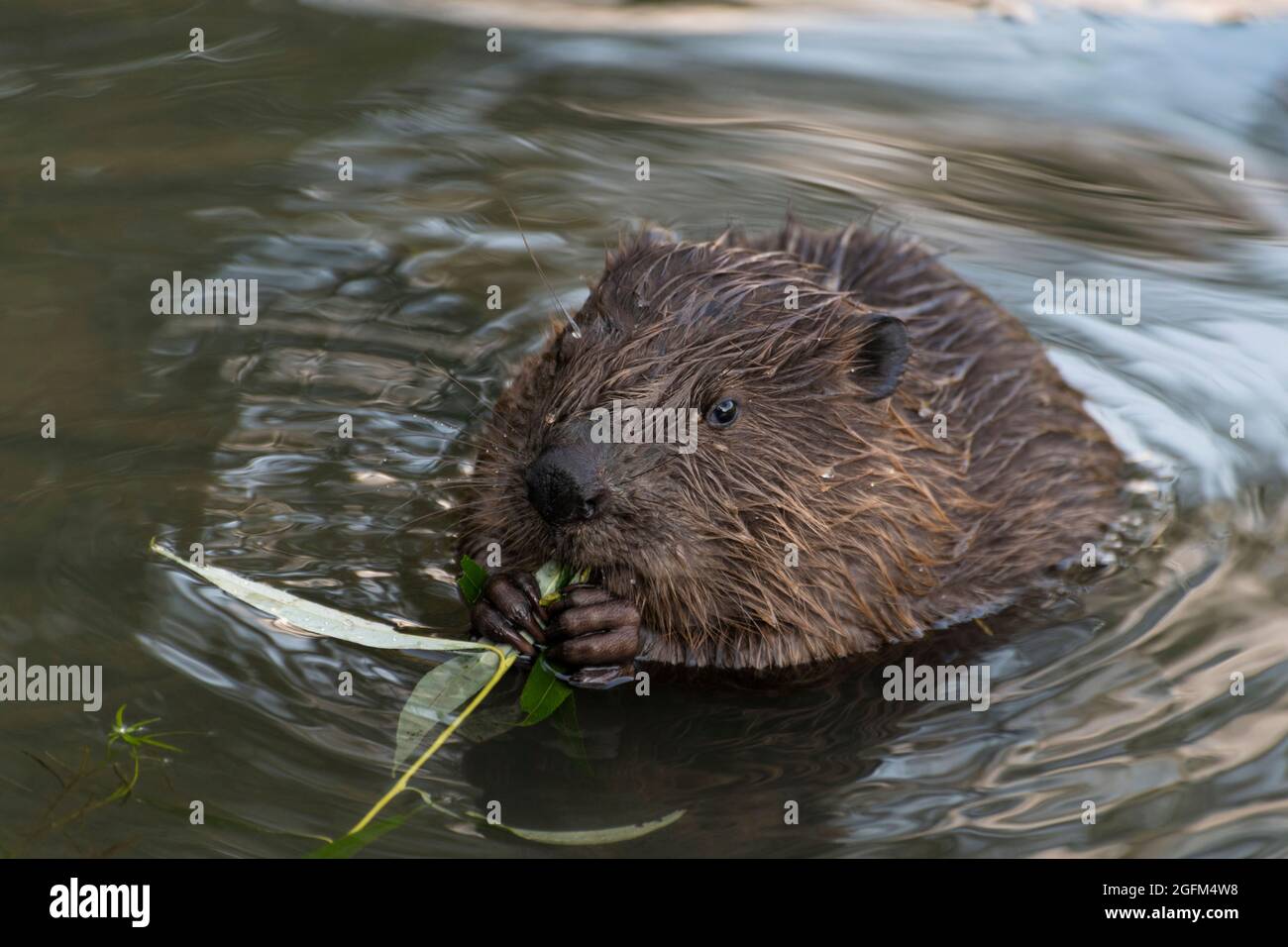 A beaver is eating a willow twig, Moscow, Russia Stock Photo Alamy