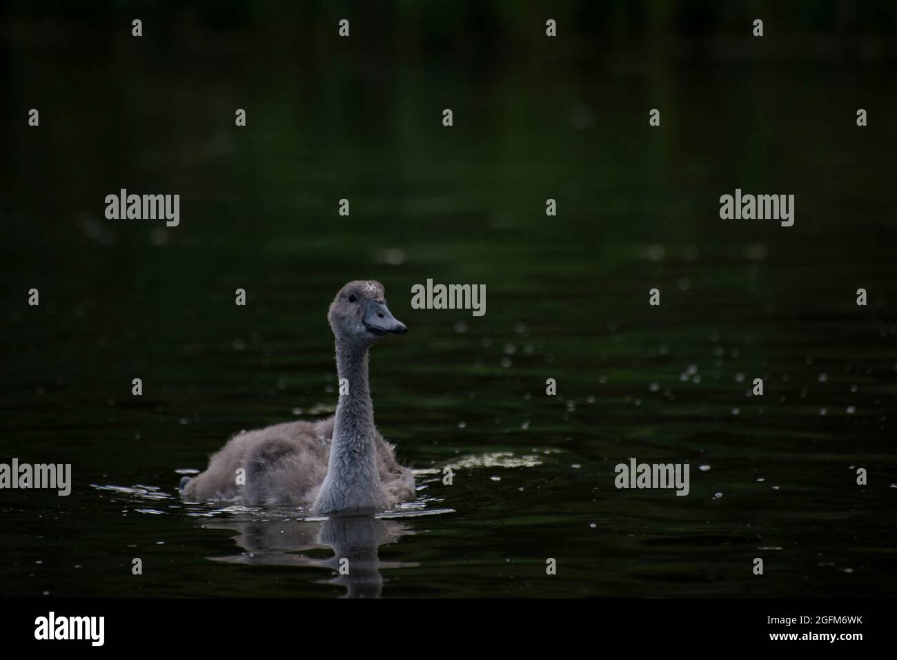 A young swan is floating on the lake, Gorodischensky lake, Pskov region, Russia Stock Photo