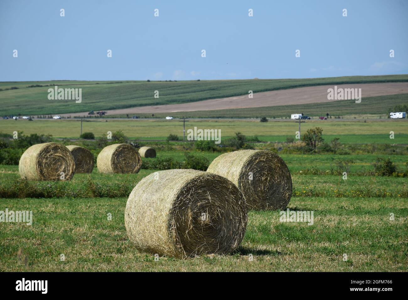 Field of maiz hi-res stock photography and images - Alamy