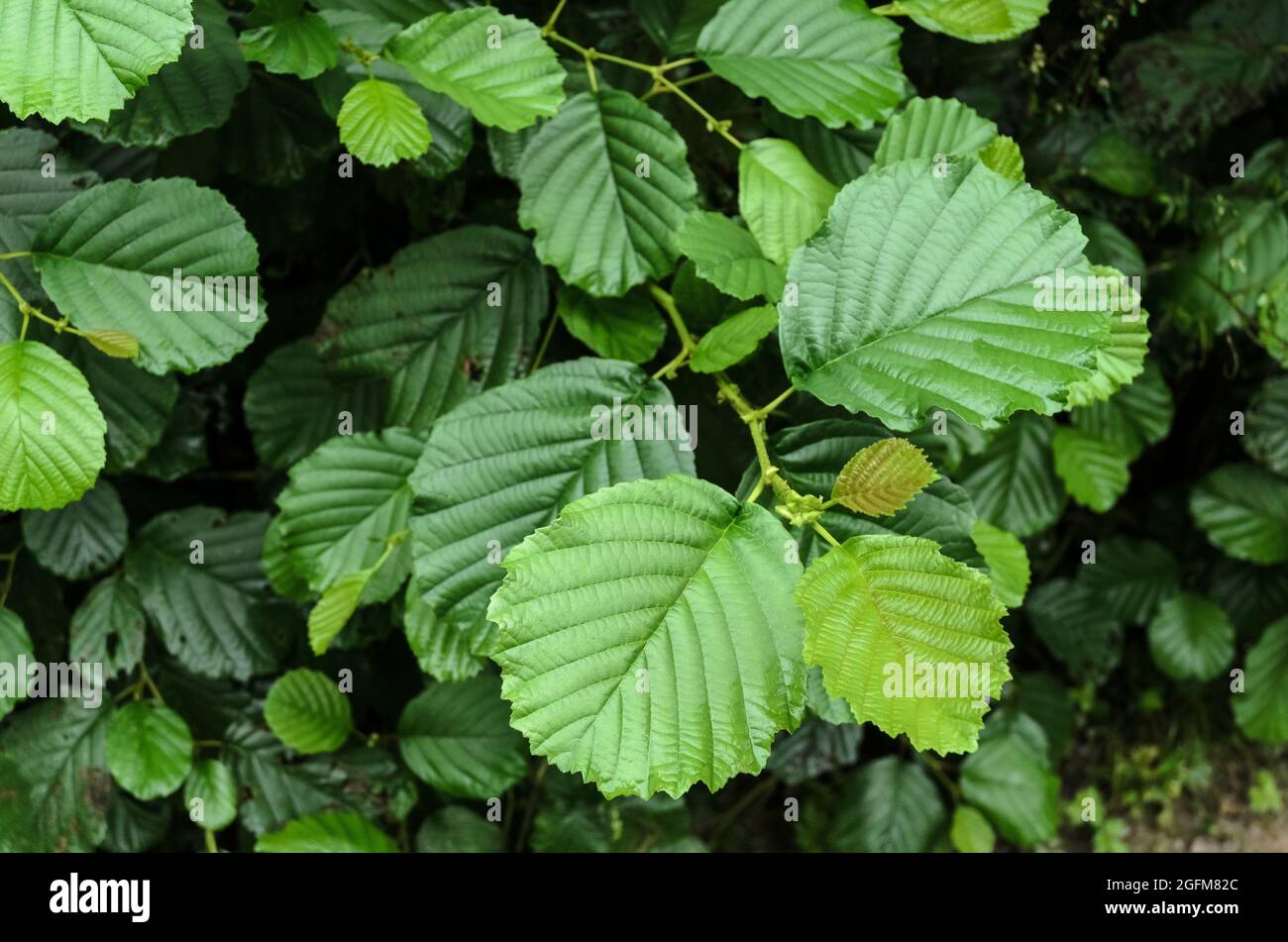 Alnus glutinosa, known as the common alder, black alder, European alder, European black alder, or alder, green plant leaves in Germany, Europe Stock Photo