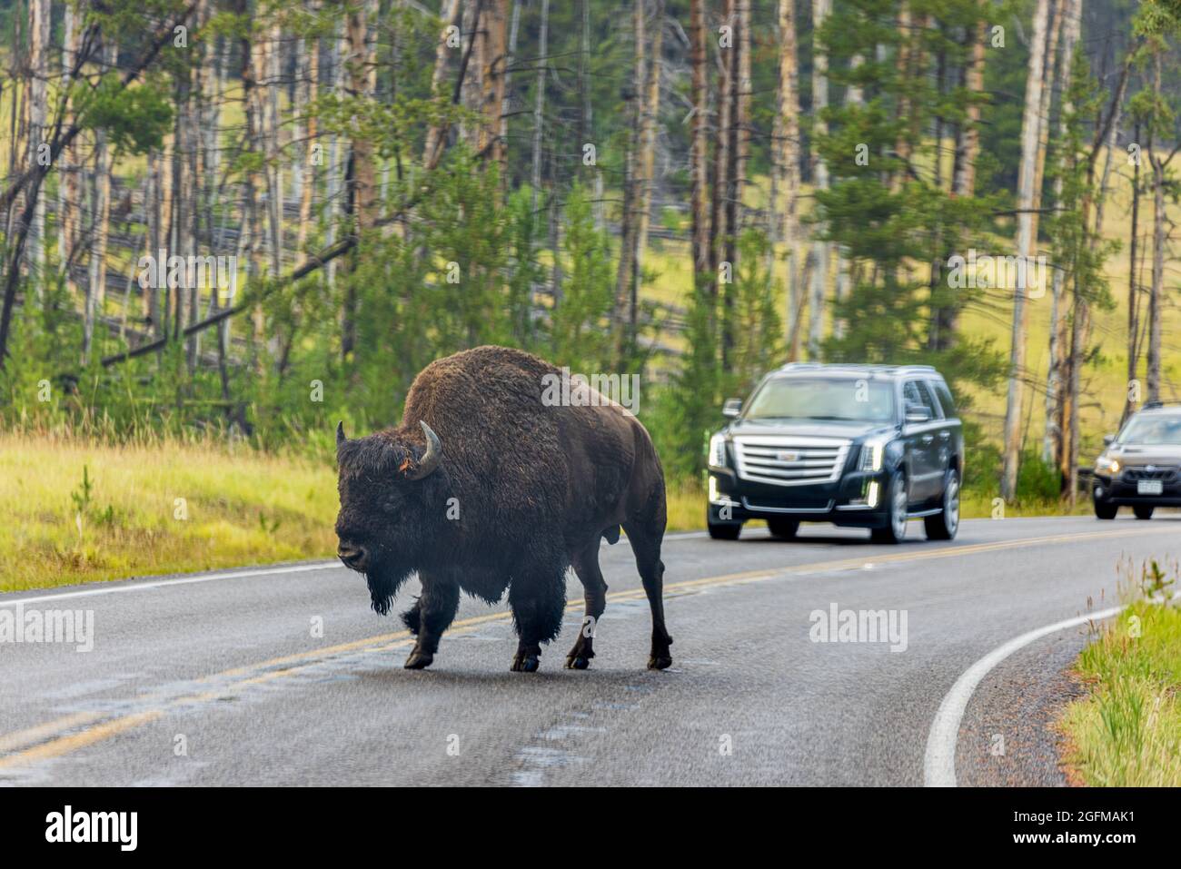 An American Bison crossing the streets at Yellowstone National Park Stock Photo