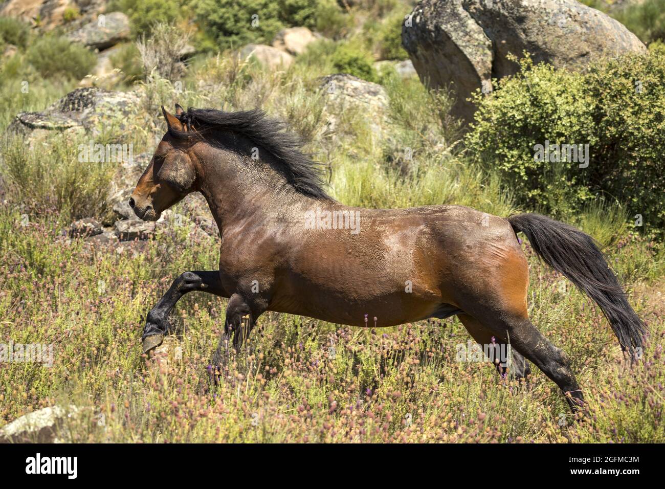 Wild and endangered Garrano horses, Faia Brava, Greater Coa Valley, Portugal, Europe Stock Photo