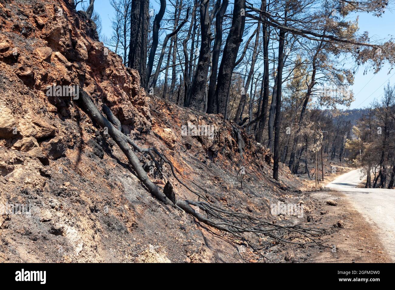 Burned forest in Attica, Greece, after the bushfires at Parnitha Mount ...