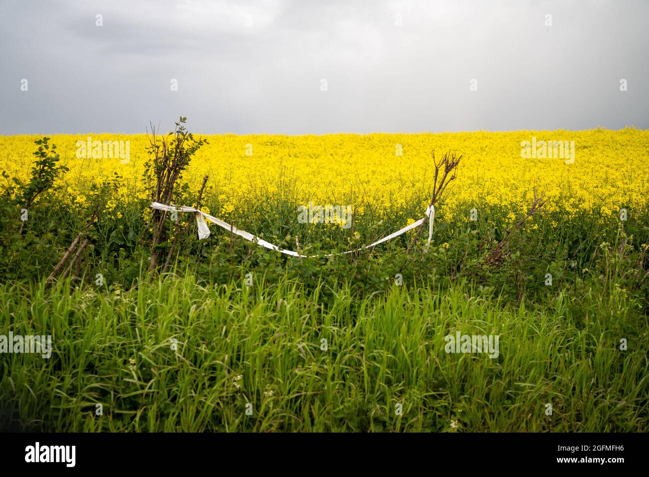 Oilseed rape field with tape, Monmouthshire, Wales, UK Stock Photo