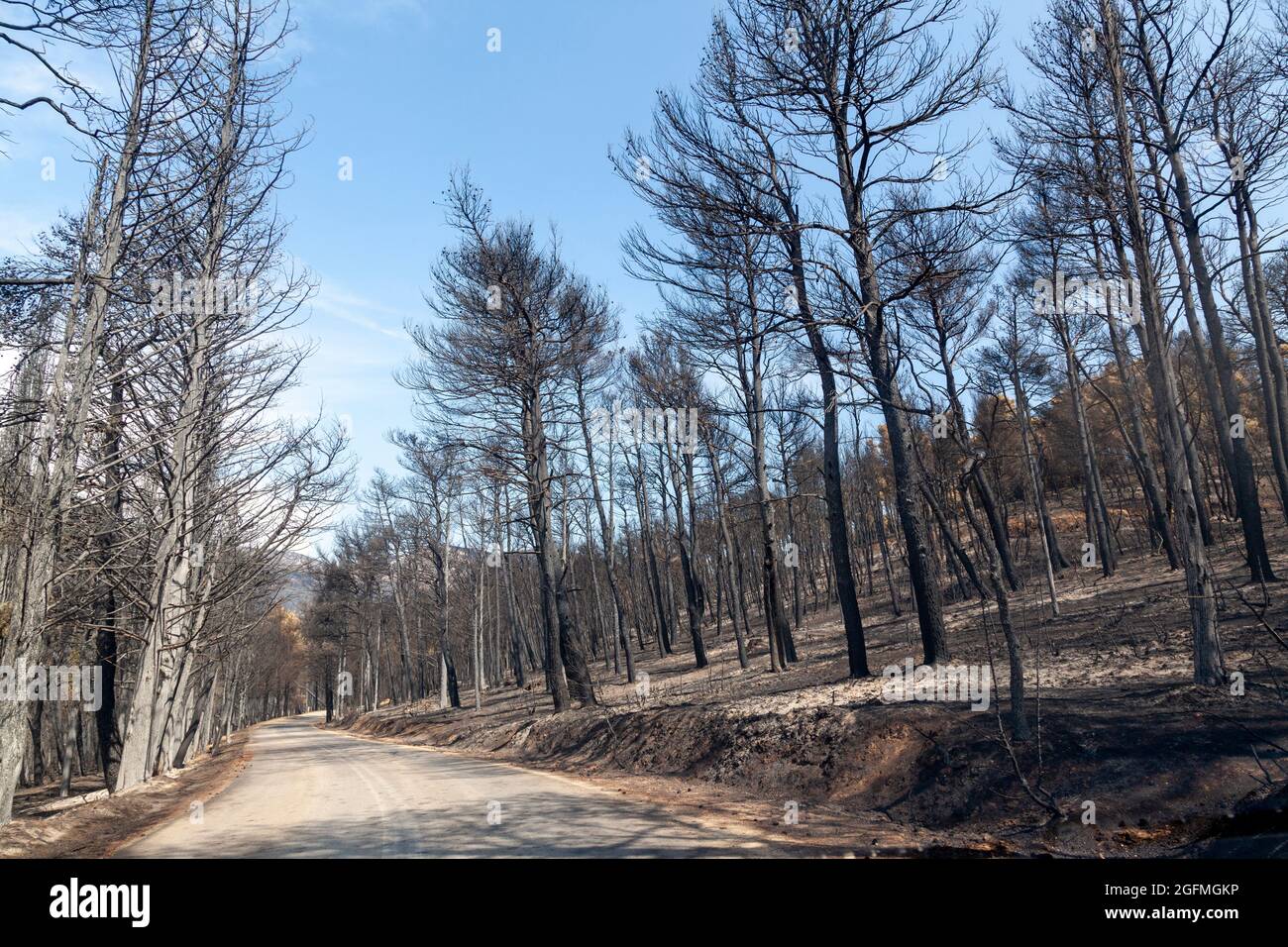 Burned forest in Attica, Greece, after the bushfires at Parnitha Mount and the districts of Varympompi and Tatoi, in early August 2021. Stock Photo