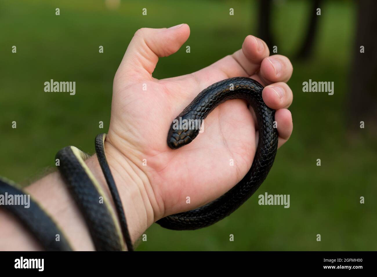 A black poisonous snake wrapped around a man's arm closeup Stock Photo