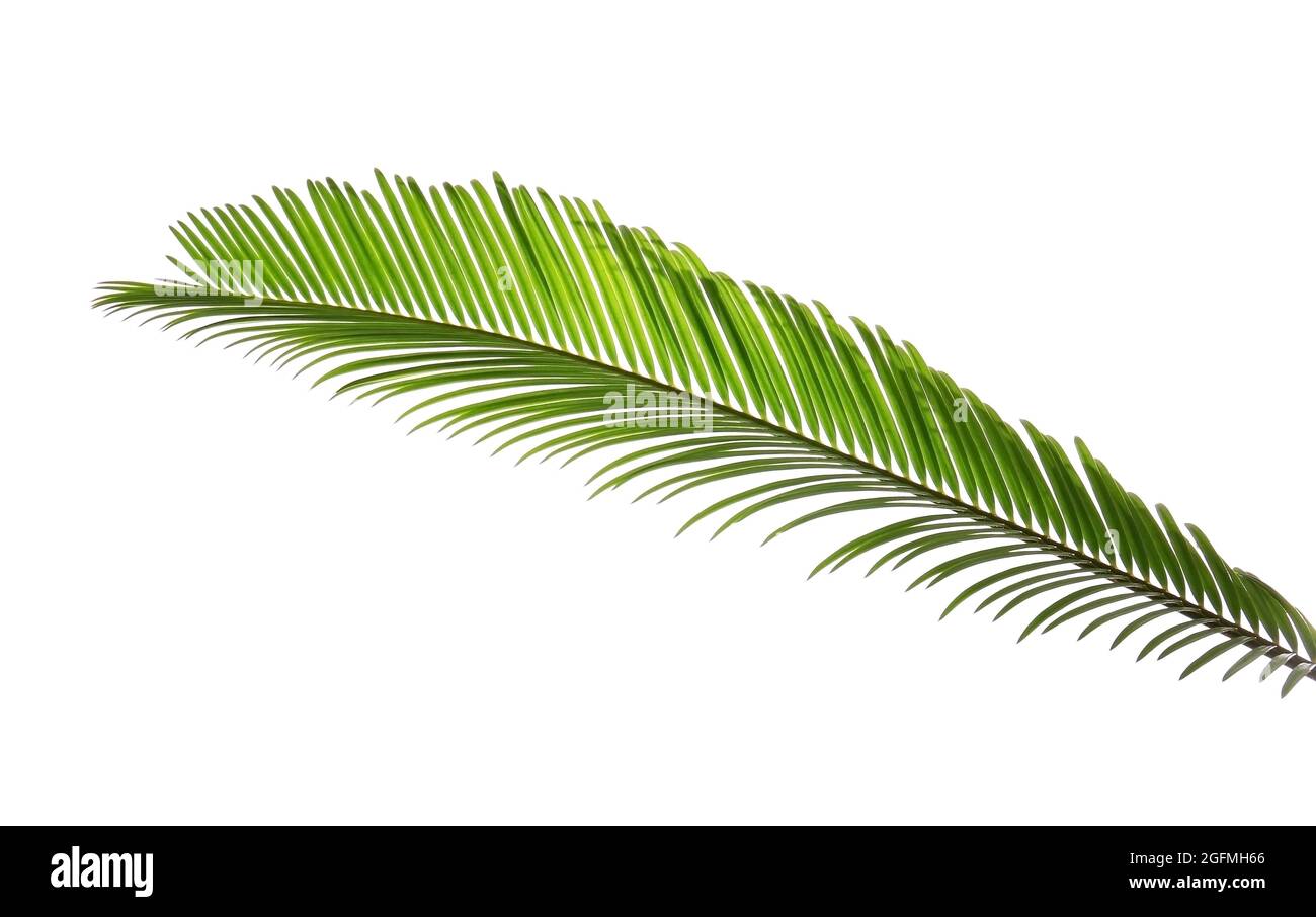 Green leaf of palm tree on white background Stock Photo - Alamy