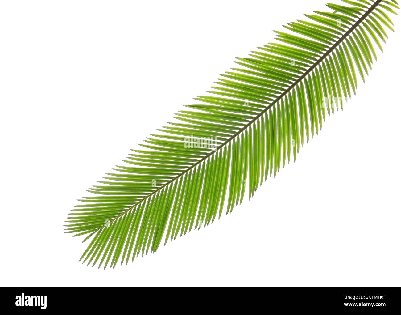 Green leaf of palm tree on white background Stock Photo - Alamy