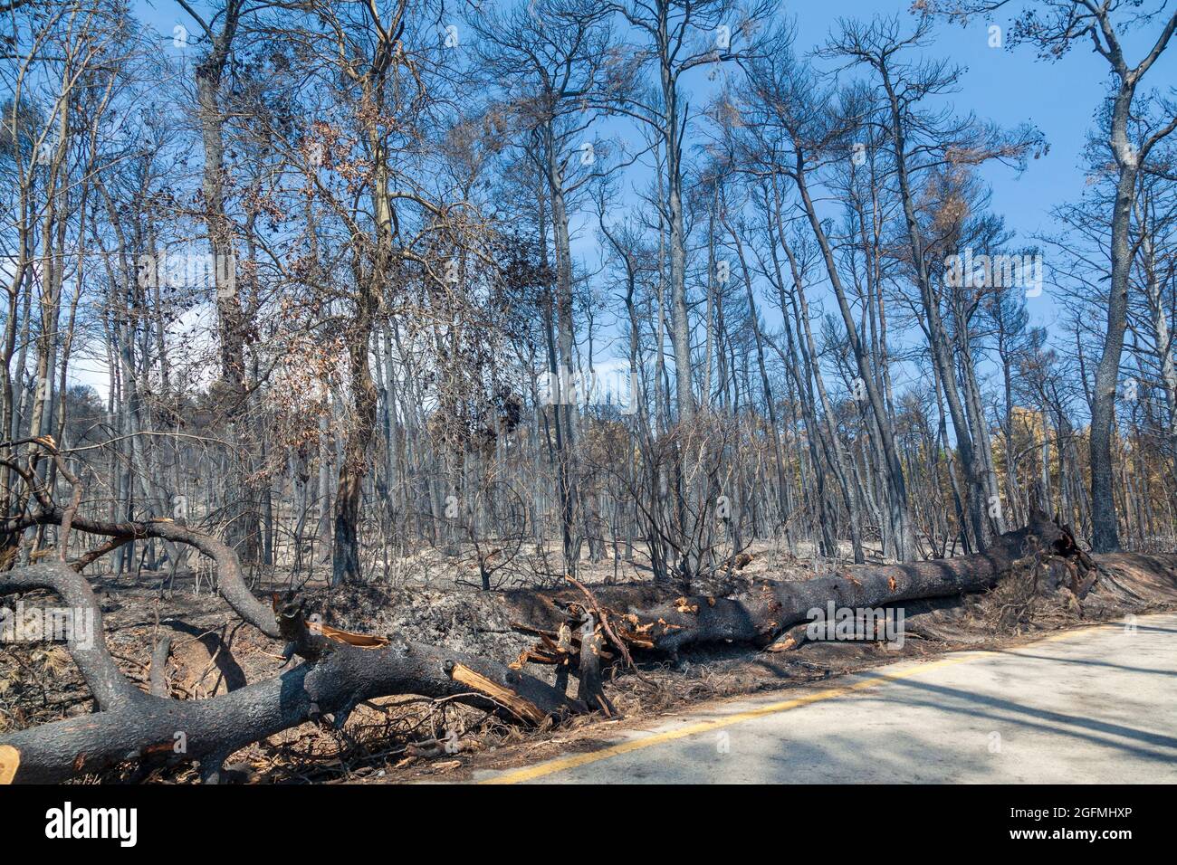 Burned forest in Attica, Greece, after the bushfires at Parnitha Mount ...